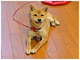 Xq 傤̂ ʐ^2