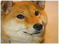  傤̂ ʐ^1