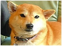 䂸 傤̂ ʐ^1