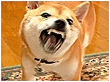 䂸 傤̂ ʐ^4