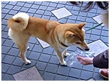 _N 傤̂ ʐ^4