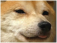  傤̂ ʐ^1