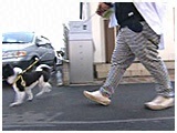 エース きょうのわんこ 写真4