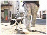 エース きょうのわんこ 写真5