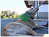 ゴンタ きょうのわんこ 写真3