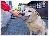 ゴンタ きょうのわんこ 写真4