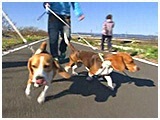 あじゅ&もか きょうのわんこ 写真2