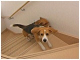 あじゅ&もか きょうのわんこ 写真3