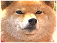 メリー きょうのわんこ 写真1