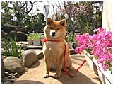 メリー きょうのわんこ 写真2