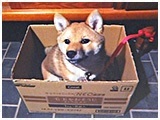メリー きょうのわんこ 写真3