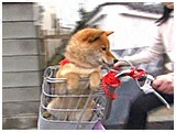 メリー きょうのわんこ 写真4
