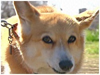 やっくる きょうのわんこ 写真1