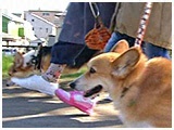 やっくる きょうのわんこ 写真2