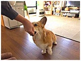 やっくる きょうのわんこ 写真5