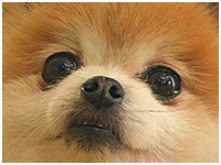 キナコ きょうのわんこ 写真1