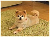 キナコ きょうのわんこ 写真2
