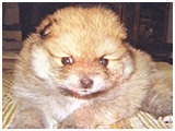 キナコ きょうのわんこ 写真3