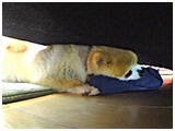 キナコ きょうのわんこ 写真5