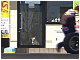 フク きょうのわんこ 写真4