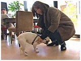 フク きょうのわんこ 写真5