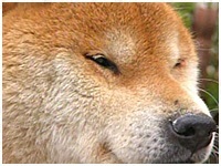 力 きょうのわんこ 写真1