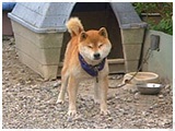 力 きょうのわんこ 写真2