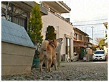 力 きょうのわんこ 写真4