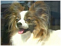 ぽっけ きょうのわんこ 写真1