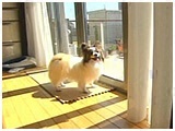 ぽっけ きょうのわんこ 写真2