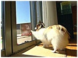 ぽっけ きょうのわんこ 写真3