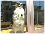 ぽっけ きょうのわんこ 写真4