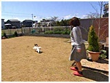 ぽっけ きょうのわんこ 写真5
