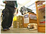 デコ きょうのわんこ 写真4
