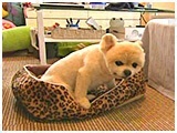 ももたろう きょうのわんこ 写真2