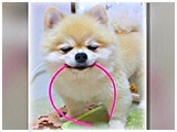 ももたろう きょうのわんこ 写真3
