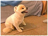 ももたろう きょうのわんこ 写真4