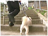 ももたろう きょうのわんこ 写真5