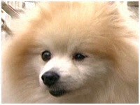 マテウスロゼ きょうのわんこ 写真1