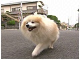 マテウスロゼ きょうのわんこ 写真2
