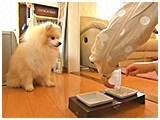 マテウスロゼ きょうのわんこ 写真5
