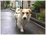 スキップ きょうのわんこ 写真2