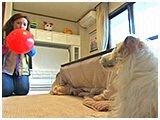 スキップ きょうのわんこ 写真4
