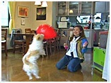スキップ きょうのわんこ 写真5