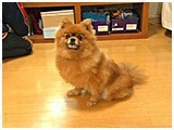 みう きょうのわんこ 写真2