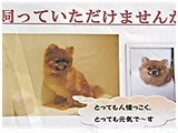 みう きょうのわんこ 写真3