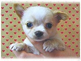 ちび太 きょうのわんこ 写真3