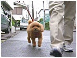 ここあ きょうのわんこ 写真2
