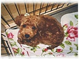 ここあ きょうのわんこ 写真3