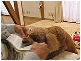 ここあ きょうのわんこ 写真4
